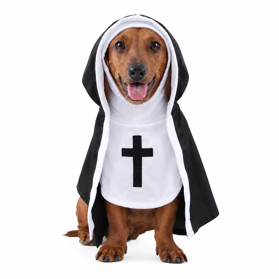 Dachshund wearing the Nun robe