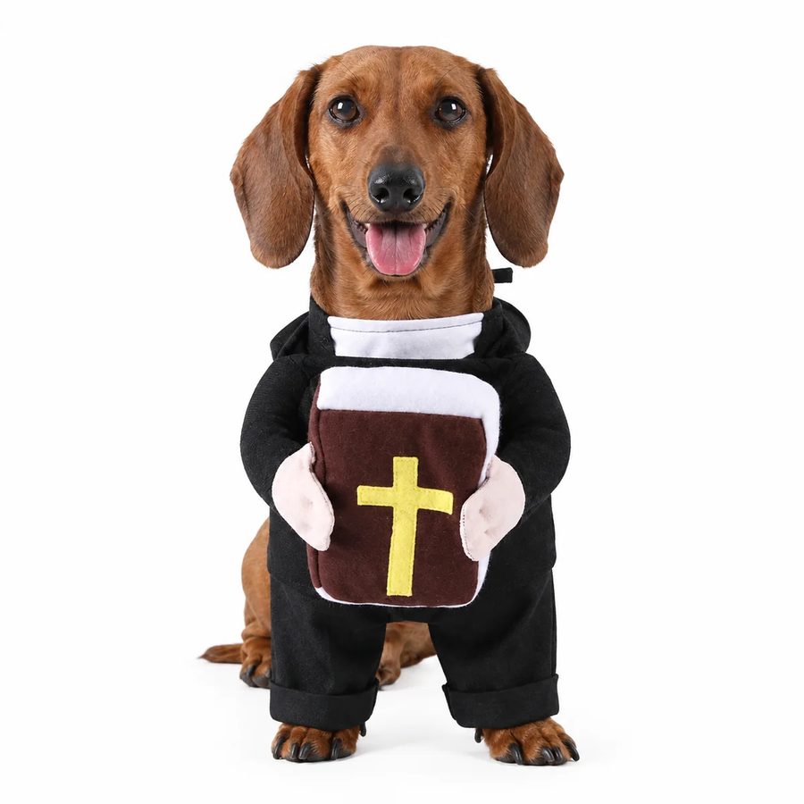 Dachshund in the priest robe